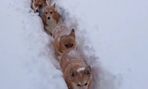 Corgi train makes its way through deep snow