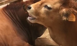 Getting Mouthy with a Cow