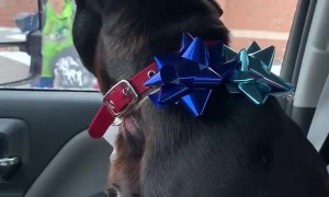 Found Pup Makes for the Perfect Present