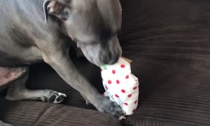 Pitbull Pup Opens His Present