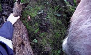 Rescuing a Deer Stuck in an Icy Cold Stream