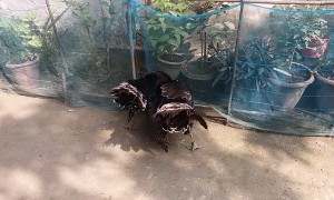 Dog Tries to Break Up Turkey Tussle