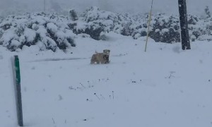 Dog Carries Puppy Through Deep Snow