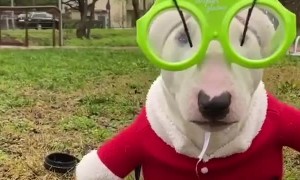 Totally Festive Terrier