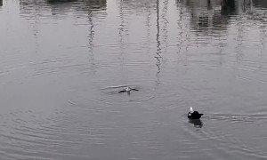 Octopus Eats Seagull in Southern Spain