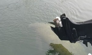 Manatee Takes a Shower
