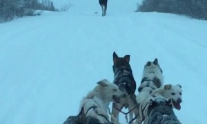 Moose Makes Way for Dog Sled Team