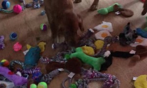 Santa Paws Came to Town