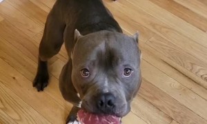 Doggo Demonstrates Amazing Impulse Control