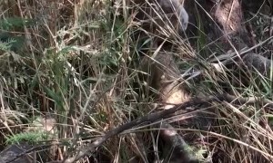 Campers Help Overheated Koala