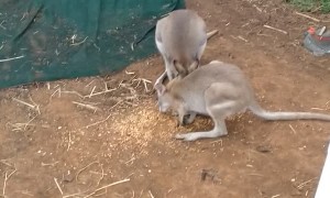 Ingenious Invention Feeds Entire Wallaby Mob