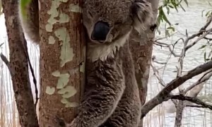 Koala Cools off on Hot Summer Day