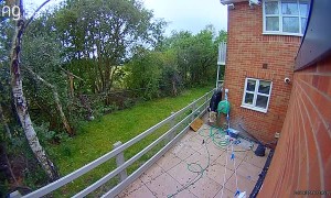 Cow Sneaks Into Backyard for a Snack