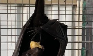 Flying Fox Enjoys Fruity Treat