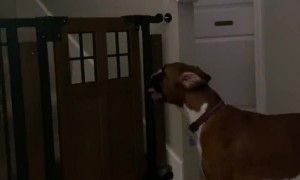 Dog Defies Gate to Retrieve Toy