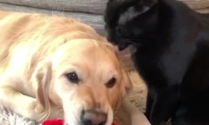 Cat's Cleaning Routine Annoys Dog