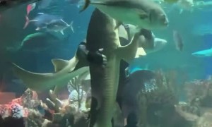 Scuba Diver Dances With Shark
