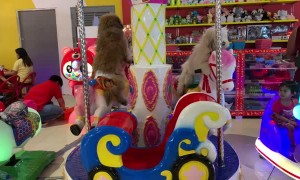 Pooches Play on Carousel