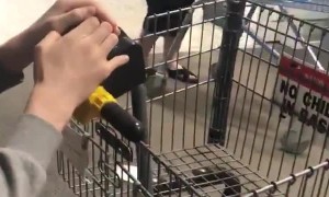 Scooter Horn Mistaken for Door Alarm