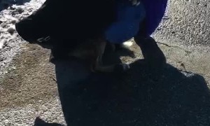 Dog Rescued from Frigid Waters