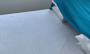 Cute Kitty Enjoys Her Pillow Fort