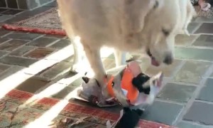 Dog Opening Her Present Like a Boss