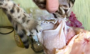 Cat is Crazy for Chicken