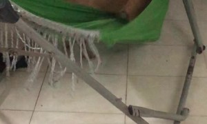 Big Bulldog Crawls into Favorite Hammock