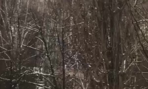 Cat Caught Falling From Tree