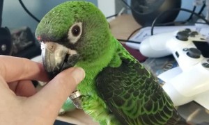 Parrot Provides Tech Support