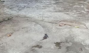 Playful Rat Chases Its Tail
