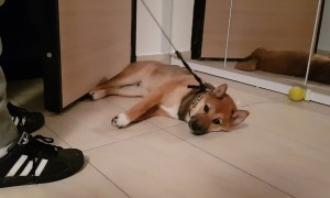 Stubborn puppy refuses to get up for evening walk