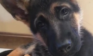 German Shepherd puppy adorably reacts to magic word