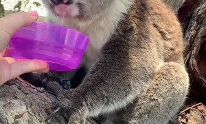 Giving Water to a Thirsty Koala