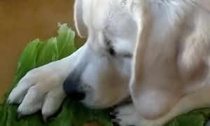 Labrador refuses to share tasty lettuce