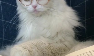 Kitty Looks Serious About Studying