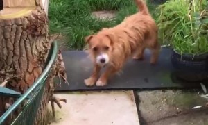 Doggo Wipes His Feet Before Entering Home