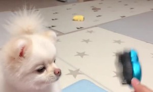 Adorable puppy really enjoys scratches