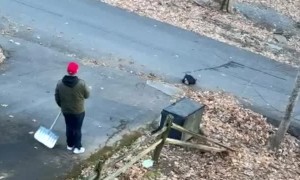 Black Bears Steal Snacks From Family Minivan