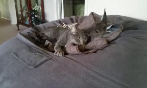 Kangaroo Joey Cleans Kitty's Ears