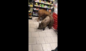 Pigs Peruse Grocery Store Goods