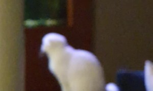 New Aquarium Befuddles Feline