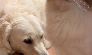 Cat Has a Unique but Adorable Purring Habit