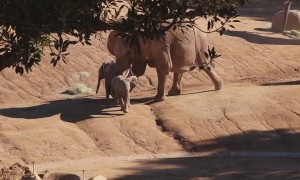 Elephant Knocks Baby Elephant Over