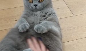 Ralph's Mind is Blown by a Belly Rub