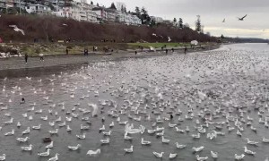 Seagulls and Seals Love Their Anchovies