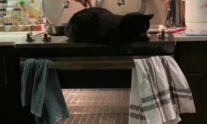 Poke the Cat to Turn on Oven Light