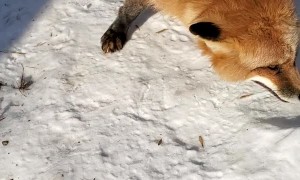 Finnegan the Friendly Fox