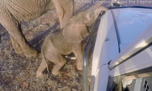 Baby Elephant Investigates Landcruiser