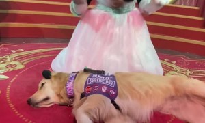 Service Dog Meets Minnie